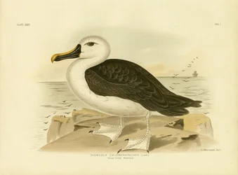Albatros de nariz amarilla, 1891